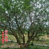 防护丛生风景香泡树 湿地绿化行道树 工程绿化树木基地直发