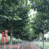 防护丛生风景法国梧桐树 公路绿化行道树木 庭荫树绿化树木