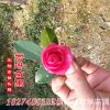 苗圃销售茶梅 小苗 大苗 茶梅球 工程绿化苗茶梅规格齐全