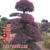 造型红花继木桩 精品红檵木桩盆景 红檵木球 红檵木小苗
