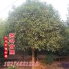 君琳苗圃大量供应10公分桂花价格 金桂花树精品桂花苗木基地