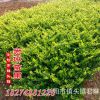 供应各种工程绿化小苗 小区绿化苗 价格优惠 金森女贞3年苗
