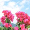 基地直销 三角梅柱子 造型三角梅 多色三角梅