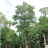 盆架子批发 原产地种植地苗移栽树多种规格 绿化种植基地直销