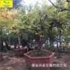 石榴盆景 造型石榴树 树干弯曲有度 造型多样 正宗软籽石榴苗