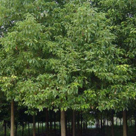 四季常绿树 道路园林绿化