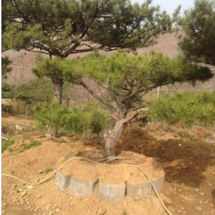 观赏松 园林种植 批发销售