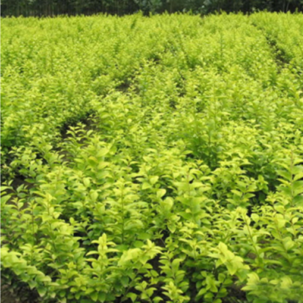 低矮灌木 道路园林绿化