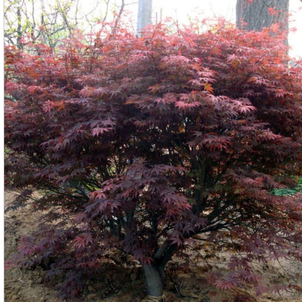 苗圃直供紫叶苗 红叶苗 紫叶李价格各类绿化工程苗木 红叶李苗