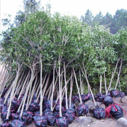 桂花树 胸径3 米径3公分 八月桂花树苗 1米2以上高开丫