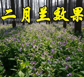 二月兰种子耐寒耐荫春季播种花卉园艺绿化景观花种子公斤