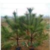 黑松 耐旱 耐寒绿化行道树 工程绿化苗木80-1米高