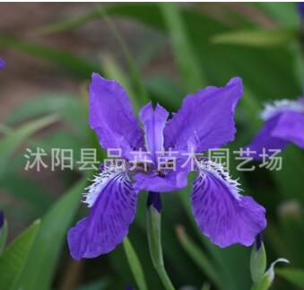 大量供应绿化苗木 地被植物 宿根花卉 鸢尾苗 蓝鸢尾苗图3