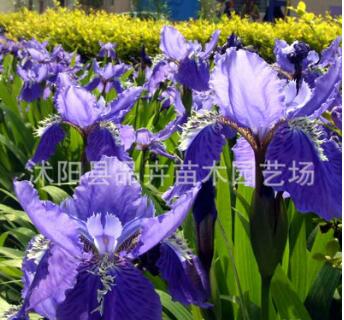 大量供应绿化苗木 地被植物 宿根花卉 鸢尾苗 蓝鸢尾苗图2
