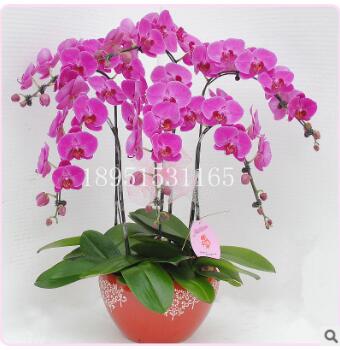蝴蝶兰花苗 盆栽花卉 洋兰 大花蝴蝶兰 大苗 小苗图2