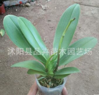 蝴蝶兰花苗 盆栽花卉 洋兰 大花蝴蝶兰 大苗 小苗图3