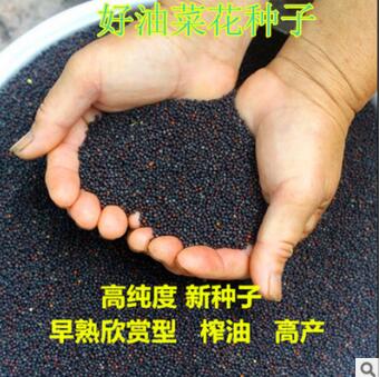油菜籽批发高产榨油观赏油菜花种子榨油原料菜籽种子图3