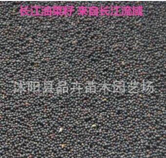 油菜籽批发高产榨油观赏油菜花种子榨油原料菜籽种子图2