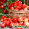 厂家大量 供应 先锋 樱桃苗 优质樱桃苗 【图】