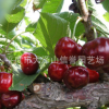 直销 黑珍珠樱桃苗【图】