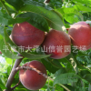 供应 寒露蜜桃子树苗 大量批发