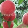 供应中华沙红桃子苗