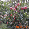 青岛厂家直销桃树苗 优质多品种桃树苗 量大优惠 【图】