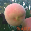 大量批发销售 映霜红桃树苗 品质可靠 价格低【图】
