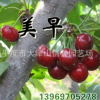 大樱桃苗 樱桃苗基地 种类齐全 品种纯正 成活率高【图】