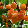 直销 黄蜜 大樱桃苗 优质 黄蜜樱桃苗 【图】