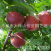 供应 仓方 早生桃子树苗 桃树苗 【图】