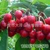 厂家直销 美早大樱桃苗【图】