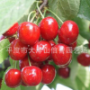 砂蜜豆樱桃苗 大量批发
