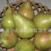 供应 伏洋梨树苗