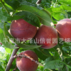 供应中油五号桃苗