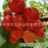 供应 大樱桃苗木 大量批发