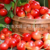 供应 早红宝石大樱桃苗