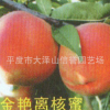供应 春雪桃苗 大量直销