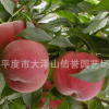 供应早凤王桃子树苗