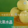 供应大果水晶梨树苗