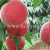 供应 仓方 早生桃子树苗 【图】