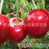 厂家大量 供应 美国巨红樱桃苗【图】
