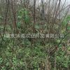 长期供应嫁接水蜜桃树苗 嫁接果树当年结果苗 水蜜桃树苗批发