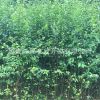 供应各种规格绿化苗木灌木观花植物丛生独杆小叶女贞树苗小叶女贞