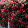 藤本月季 蔷薇花 好养活四季开花 庭院盆栽攀援花卉 色块植物