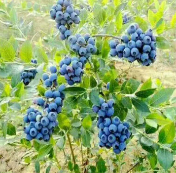 供应蓝莓树苗 都克蓝莓苗南方品种蓝莓树苗优质品种系列蓝莓树苗