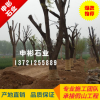 香樟树 供应各种规格大中小香樟树 园林绿化工程香樟树古树价格