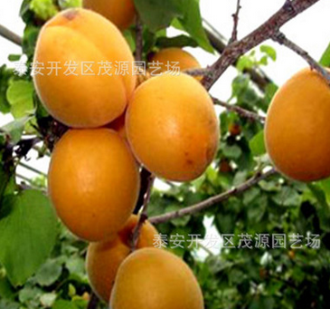 基地批发优质杏树苗 批发销售杏子树苗 早香甜杏树 品种多杏苗