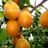 基地批发优质杏树苗 批发销售杏子树苗 早香甜杏树 品种多杏苗