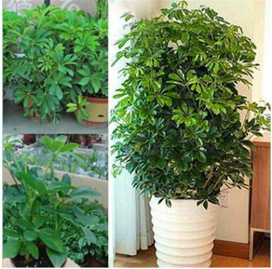 室内客厅庭院大型盆栽鸭脚木八方来财 鹅掌柴观叶植物招财树